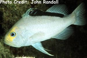  Diplioprion drachi (Yellowface Soapfish)