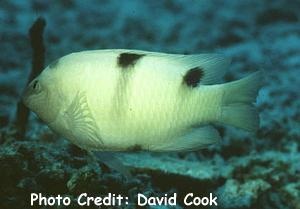  Dischistodus perspicillatus (White Damselfish)