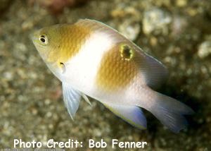  Dischistodus prosopotaenia (Honeyhead Damselfish)