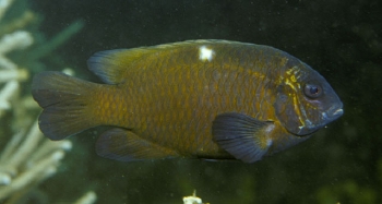  Dischistodus pseudochrysopoecilus (Monarch Damselfish)