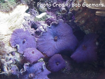  Discosoma coerulea (Blue Mushroom)