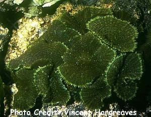  Discosoma neglecta (Mottled Mushroom)