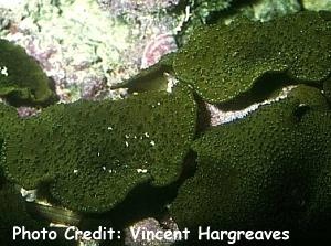  Discosoma nummiformis (Mushroom Coral)