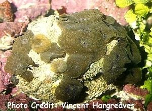  Discosoma punctata (Mushroom Coral)