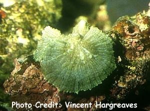  Rhodactis sanctithomae (Mushroom Coral)