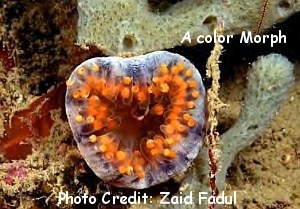  Rhodactis sanctithomae (Mushroom Coral)