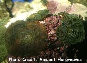  Discosoma striata (Radiating Mushroom Coral)