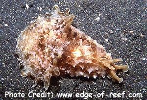  Dolabella auricularia (Wedge Sea Hare, Donsol)