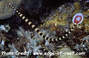  Doryrhamphus dactyliophorus (Banded Pipefish, Ringed Pipefish)