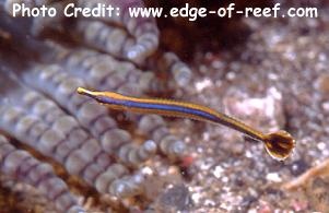  Doryrhamphus excisus (Bluestripe Pipefish)