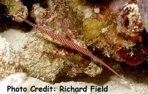  Doryrhamphus multiannulatus (Multibar Pipefish, Many Banded Pipefish)