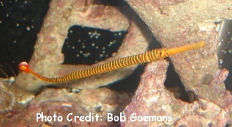  Doryrhamphus pessuliferus (Yellowbanded Pipefish)