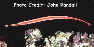  Dunkerocampus baldwini (Redstripe Pipefish)