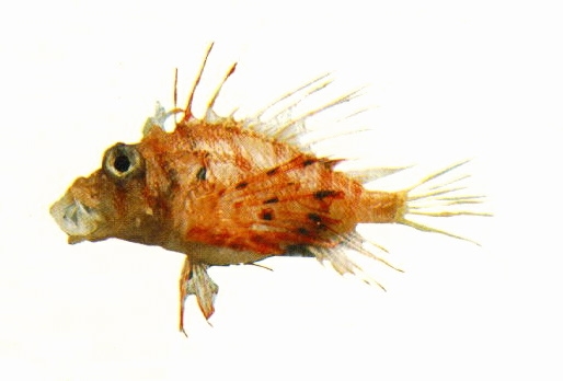  Ebosia bleekeri (Bleeker's Lionfish)