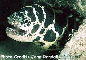  Echidna catenata (Chainlink Moray, Chain Moray)