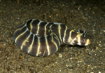  Echidna polyzona (Banded Moray, Ringed Moray, Barred Moray)