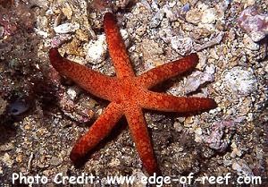  Echinaster luzonicus (Red Star)