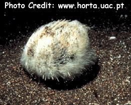  Echinocardium cordatum (Sea Potato)