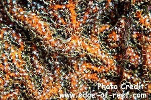  Echinogorgia sp. (Sea Fan)