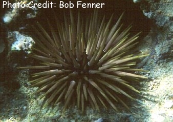  Echinometra mathaei (Burrowing Urchin)