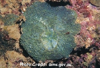  Echinomorpha nishihirai (Leaf Coral)