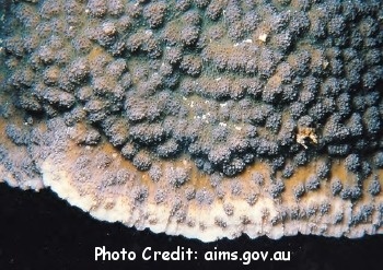  Echinopora gemmacea (Hedgehog Coral)