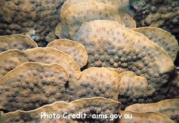  Echinopora lamellosa (Leafy Hedgehog Coral)