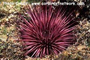  Echinostrephus aciculatus (Red Needle Pin Urchin)