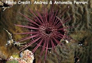  Echinostrephus molaris (Boring Sea Urchin)