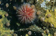  Echinus esculentus (Edible Urchin)