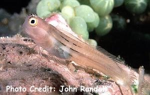  Ecsenius aequalis (Fourline Blenny)