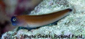  Ecsenius aroni (Aron’s Blenny)