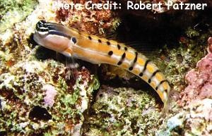  Ecsenius axelrodi (Axelrod’s Clown Blenny)