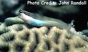  Ecsenius bandanus (Banda Blenny)