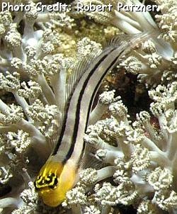  Ecsenius bathi (Bath’s Comb-tooth Blenny)