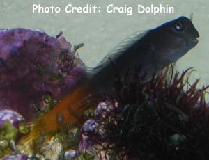  Ecsenius bicolor (Bi-color Blenny)