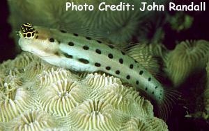  Ecsenius collettei (Collette’s Blenny)