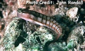  Ecsenius dilemma (Twocoat Blenny)