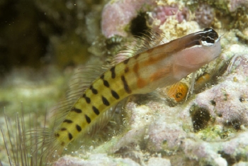  Ecsenius fijiensis (Barred Blenny)