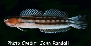  Ecsenius fourmanoiri (Blackstriped Combtooth Blenny)