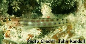  Ecsenius isos (Isos Blenny)