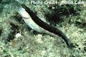  Ecsenius lineatus (Linear Blenny)