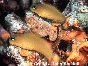  Ecsenius lividanalis (Blackspot Coralblenny)