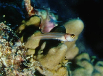  Ecsenius lubbocki (Lubbock’s Coralblenny)