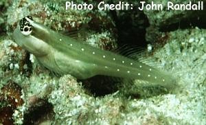  Ecsenius mandibularis (Queensland Blenny)