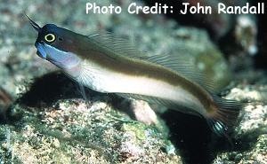  Ecsenius melarchus (Yellow-eyed Comb-tooth Blenny)