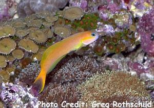  Ecsenius midas (Midas Blenny, Persian Blenny)