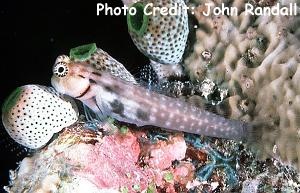  Ecsenius minutus (Maldives Blenny)