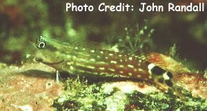  Ecsenius monoculus (Monocle Coralblenny)