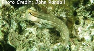  Ecsenius nalolo (Nalolo Blenny)